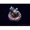 WYSIWYG Acropora 15I4 Mariculture acclimaté led