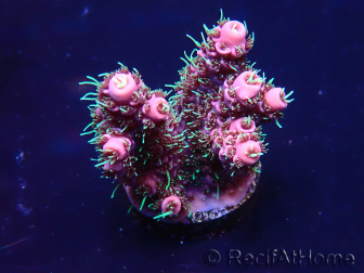WYSIWYG Acropora millepora Mariculture acclimaté led