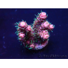 WYSIWYG Acropora millepora Mariculture acclimaté led