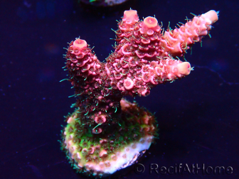 WYSIWYG Acropora millepora Maricoltura acclimatata a LED