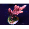 WYSIWYG Acropora millepora Maricoltura acclimatata a LED