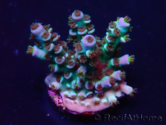 WYSIWYG Acropora Maricultura aclimatada LED