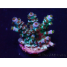 WYSIWYG Acropora Maricultura aclimatada LED
