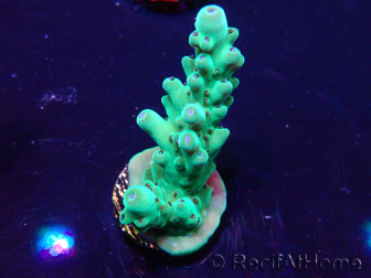 WYSIWYG Acropora Maricultuur geacclimatiseerd LED