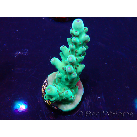 WYSIWYG Acropora Maricoltura acclimatata a LED