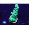 WYSIWYG Acropora granulosa 15J11 Mariculture acclimaté led
