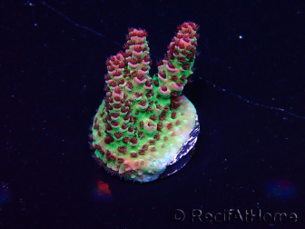WYSIWYG Acropora acclimaté led