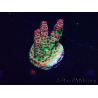 WYSIWYG Acropora akklimatisiert LED