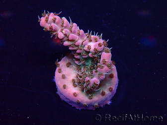 WYSIWYG Acropora 15K10 Mariculture acclimaté led