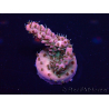 WYSIWYG Acropora 15K10 Mariculture acclimaté led