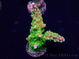 WYSIWYG Acropora Maricultura aclimatada led