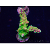 WYSIWYG Acropora Mariculture acclimated under LED