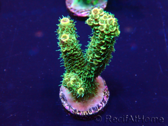 WYSIWYG Acropora Mariculture acclimated LED