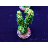 WYSIWYG Acropora Mariculture acclimated LED