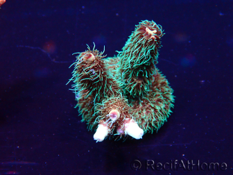 WYSIWYG Acropora millepora Mariculture acclimated LED