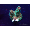 WYSIWYG Acropora millepora Maricoltura acclimatata a LED