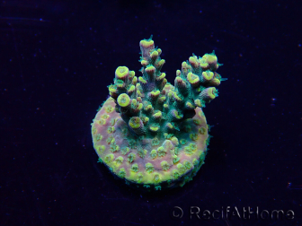 WYSIWYG Acropora Mariculture acclimated LED
