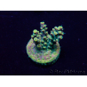 WYSIWYG Acropora Maricultura aclimatada led