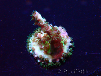 WYSIWYG Acropora Geacclimatiseerde maricultuur LED