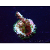 WYSIWYG Acropora tenuis 15M10 Mariculture acclimaté led