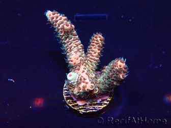 WYSIWYG Acropora acclimaté led