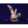 WYSIWYG Acropora acclimaté led