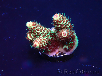 WYSIWYG Acropora hyacinthus 15N8 Mariculture acclimaté led