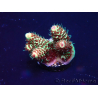 WYSIWYG Acropora Australien akklimatisiert LED