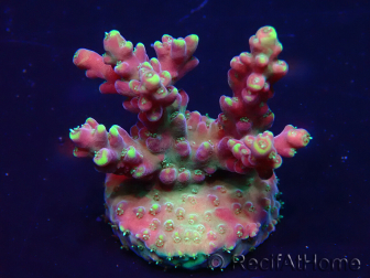 WYSIWYG Acropora Maricultura aclimatada LED