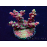 WYSIWYG Acropora Mariculture acclimated LED
