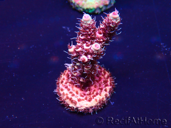 WYSIWYG Acropora Australia Aclimatado led