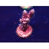 WYSIWYG Acropora Marikultur akklimatisiert LED