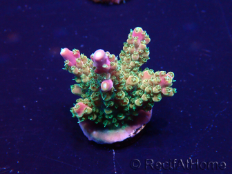 WYSIWYG Acropora Mariculture acclimated LED