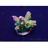 WYSIWYG Acropora Mariculture acclimated LED