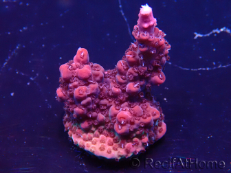 WYSIWYG Acropora 15R4 Mariculture acclimaté led