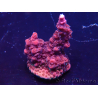 WYSIWYG Acropora Maricultura aclimatada LED