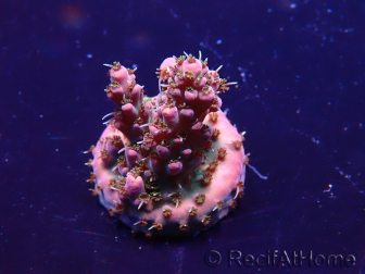 WYSIWYG Acropora 15R8 Mariculture acclimaté led