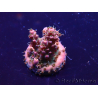 WYSIWYG Acropora Marikultur akklimatisiert LED