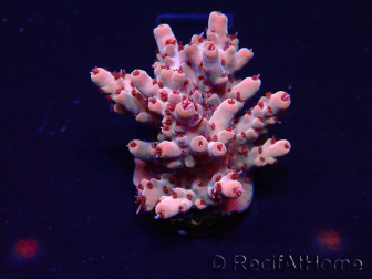 WYSIWYG Acropora 15R9 Mariculture acclimaté led