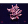 WYSIWYG Acropora 15R9 Mariculture acclimaté led