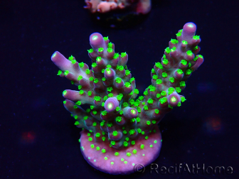 WYSIWYG Acropora Marikultur akklimatisiert LED