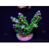 WYSIWYG Acropora 15R12 Mariculture acclimaté led