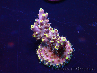 WYSIWYG Acropora 15S5 Mariculture acclimaté led
