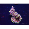 WYSIWYG Acropora 15S5 Mariculture acclimaté led