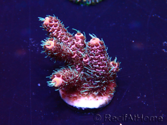 WYSIWYG Acropora Mariculture acclimated LED