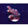 WYSIWYG Acropora Mariculture acclimated LED