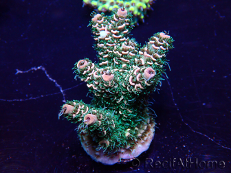 WYSIWYG Acropora Marikultur akklimatisiert LED