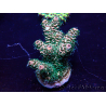 WYSIWYG Acropora Marikultur akklimatisiert LED