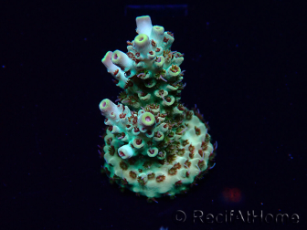 WYSIWYG Acropora 15T6 Mariculture acclimaté led