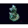 WYSIWYG Acropora Mariculture acclimated LED